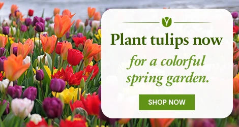 Tulip Bulbs