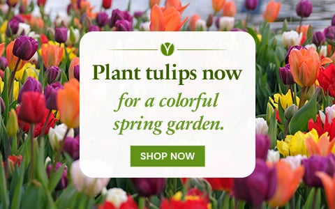 Tulip Bulbs