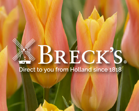 Brecks logo