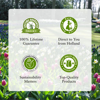 Pacific Jewel Dahlia