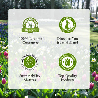 White Feather Hosta  Super Sak®