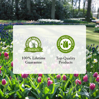 Take It Easy® Shrub Rose