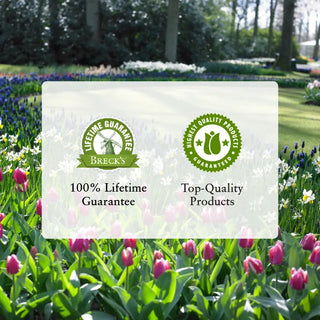 Ultimate Dwarf Bearded Iris