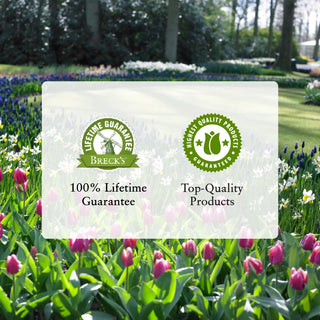 Honeymoon® Single-Flowered Hellebore Collection