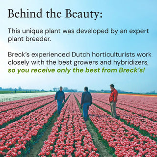 Desire Bambini® Phlox