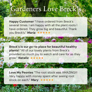 Award-Winning Hosta Collection