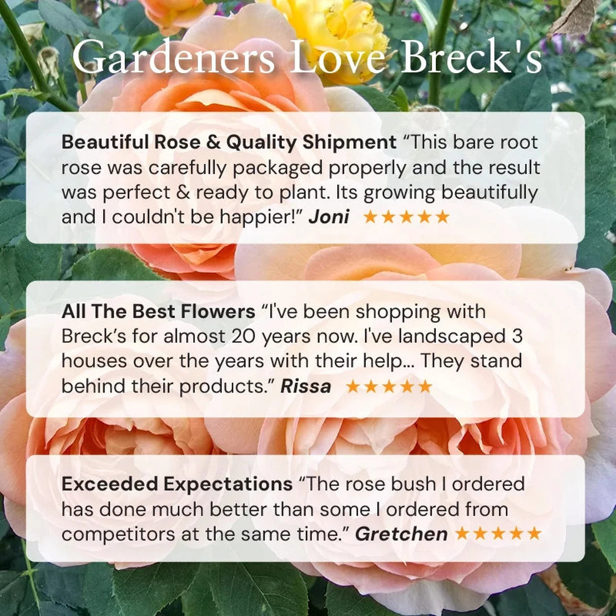 All Dressed Up Grandiflora Rose | Flowering Plants