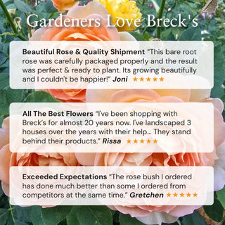 Forever Amber™ Floribunda Rose