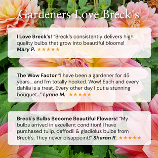 Picotee Begonia Mixture