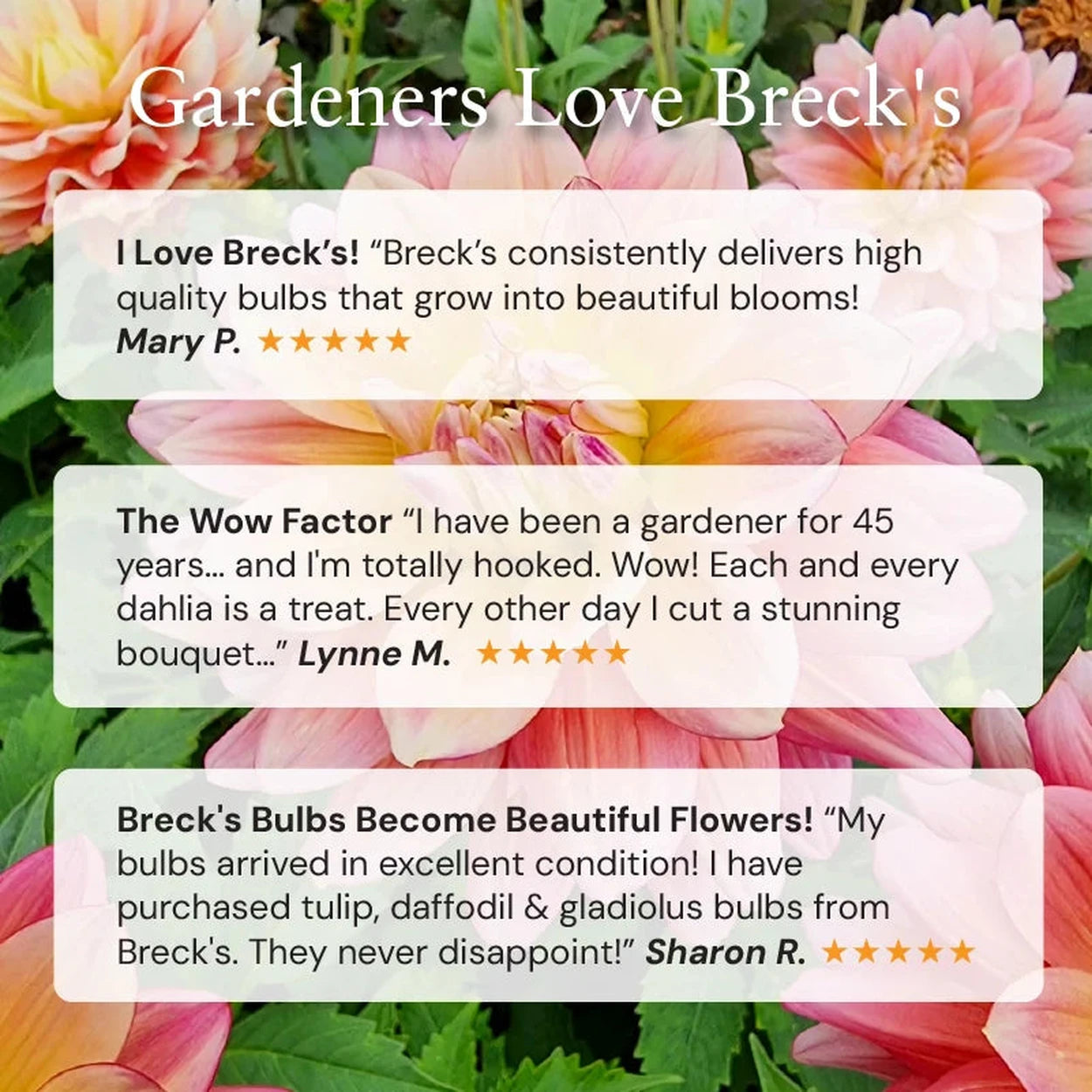 meaning of stargazer lily flower Stargazer Lily Bulbs - Pink Stargazer Lilies