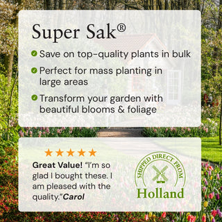 Beachside Blue Sea Holly Super Sak®