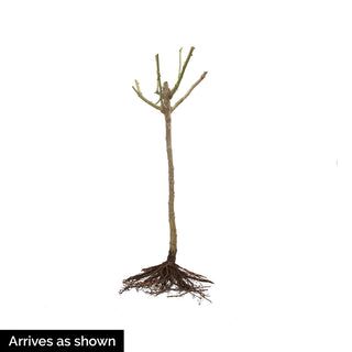 Take It Easy® 24" Patio Tree Rose