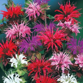 Bee Balm