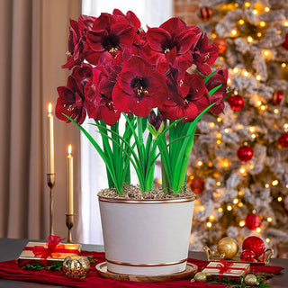 How to Care for Your Amaryllis