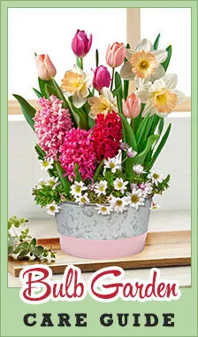 Bulb Garden Care Guide