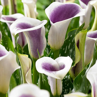 Calla Lilies
