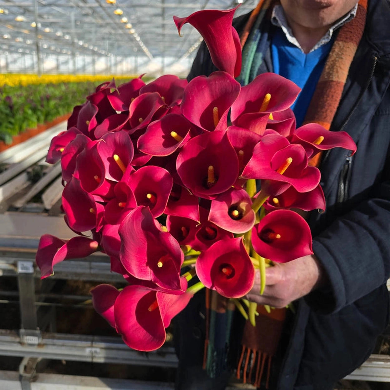 red calla lily plant care Red Alert® Calla Lily