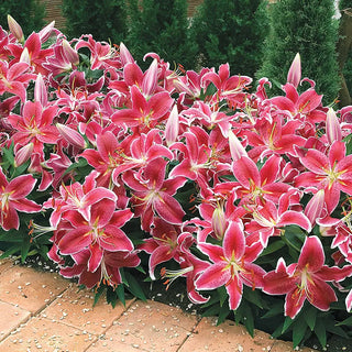 Lilies