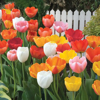 Tulips