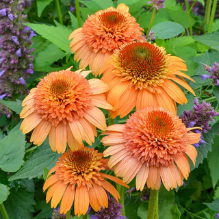 Coneflowers