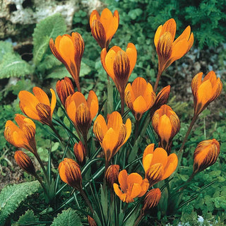 Crocus