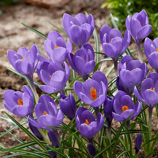 Crocus