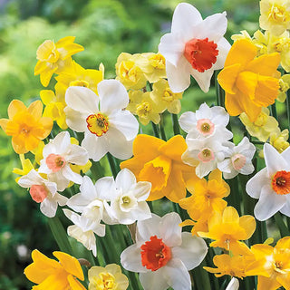 Daffodils
