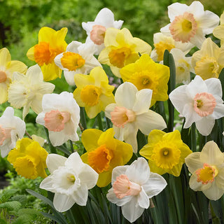Daffodils