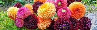 Dahlia Lovers