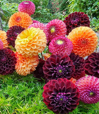 Dahlia Lovers