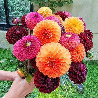 Dahlias