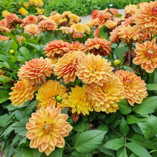 Dahlias