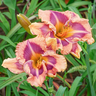 daylilies