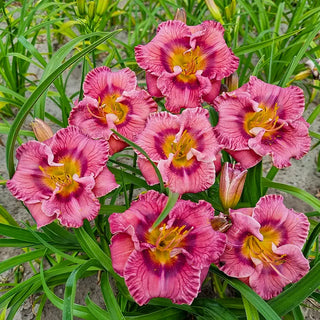 Daylilies