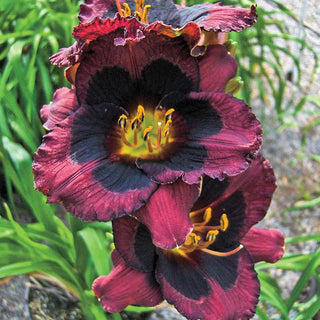 Daylilies