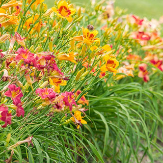Drought Tolerant