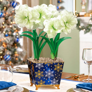 Potted Amaryllis for Sale | Breck's Gifts