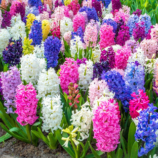 Fragrant