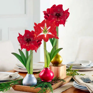 Gifts Under $50