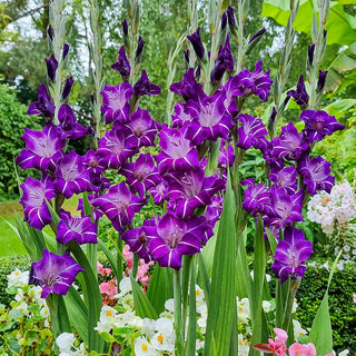 Gladiolus