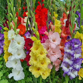 Gladiolus