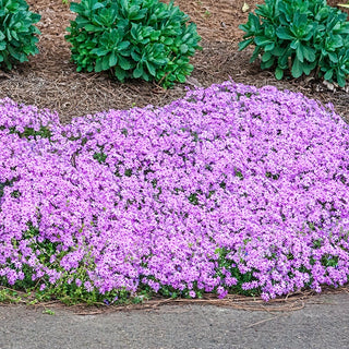 Ground Covers