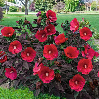 Hibiscus