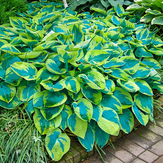 Hostas