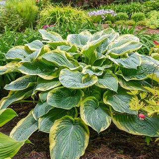 Hostas