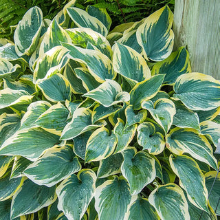 Hostas