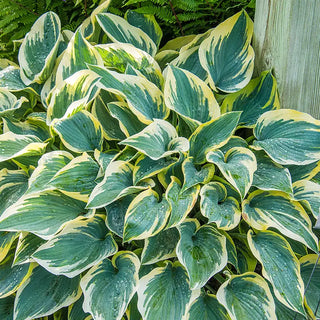 Hosta