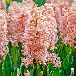 Hyacinths