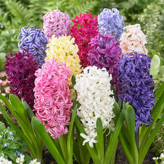 Hyacinths