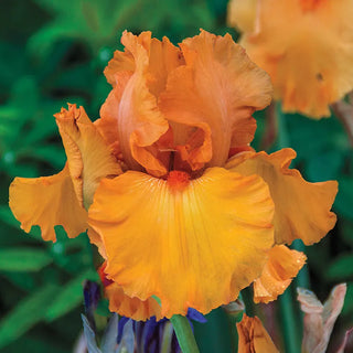 iris